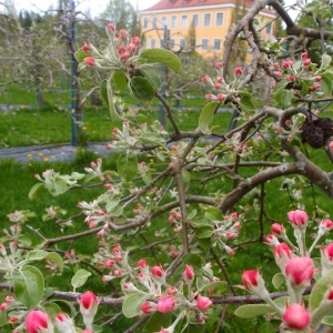 nain-ihanasti-omenapuut-kukkivat-viime-vuonna-16-toukokuuta-lepaalla-tana-vuonna-riittaisi-ettei-aitienpaivana-sataisi-lunta-hyvaa-aitienpaivaa-sunnuntaina%f0%9f%8c%b9%f0%9f%8c%b9%f0%9f%8c%b9l-2