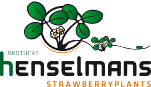 Henselmans Strawberry Plants / Alanteen Tila