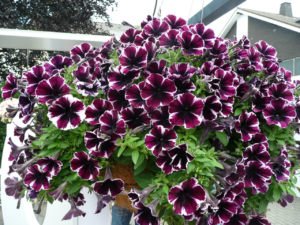 petunia-sweetunia-miss-marvelous-jpg