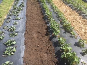 bioagri-mansikka-ruotsi-jpg