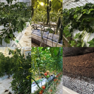 novarbo-mosswool-levy-kaytossa-jpg