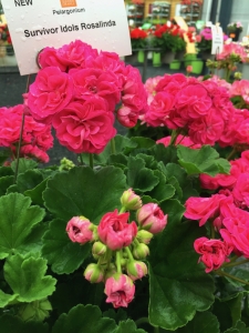 pelargoni-rosalinda-jpg