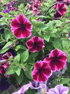 petunia-sweetunia-miss-fantastic-jpg
