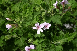 320332-pelargonium-grandeur-odorata-lemon-jpg