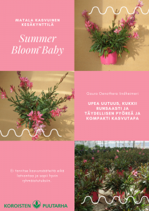 gaura-summer-bloom-baby-png