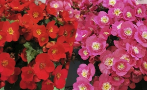 begonia-belove-red-rose-490x300px-jpg