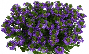 scaevola-indigo-touch-490x300px-jpg