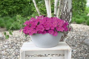 calibrachoa-the-power-sisters-pretty-pam-mood-jpg
