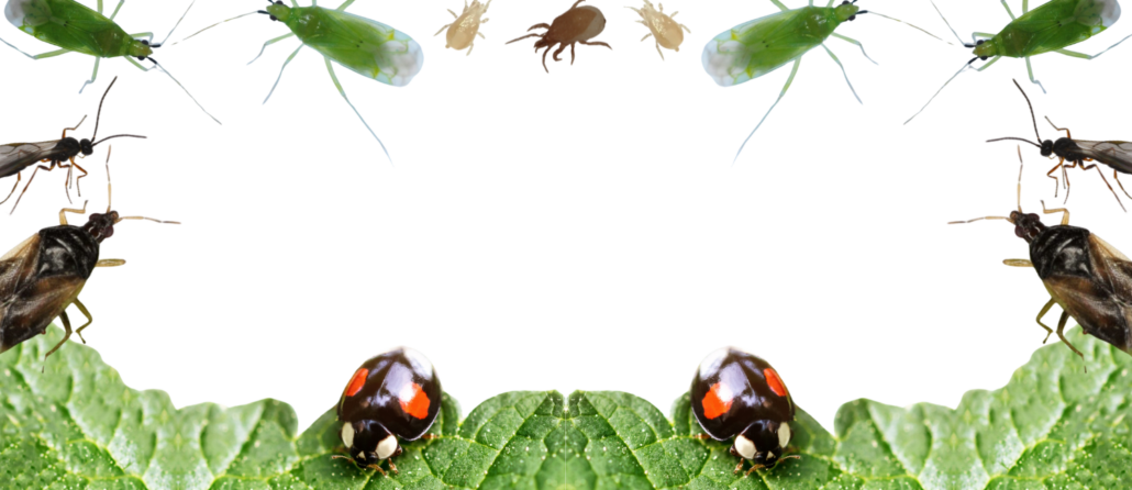 biotus-lepaa-kansikuva-1-png