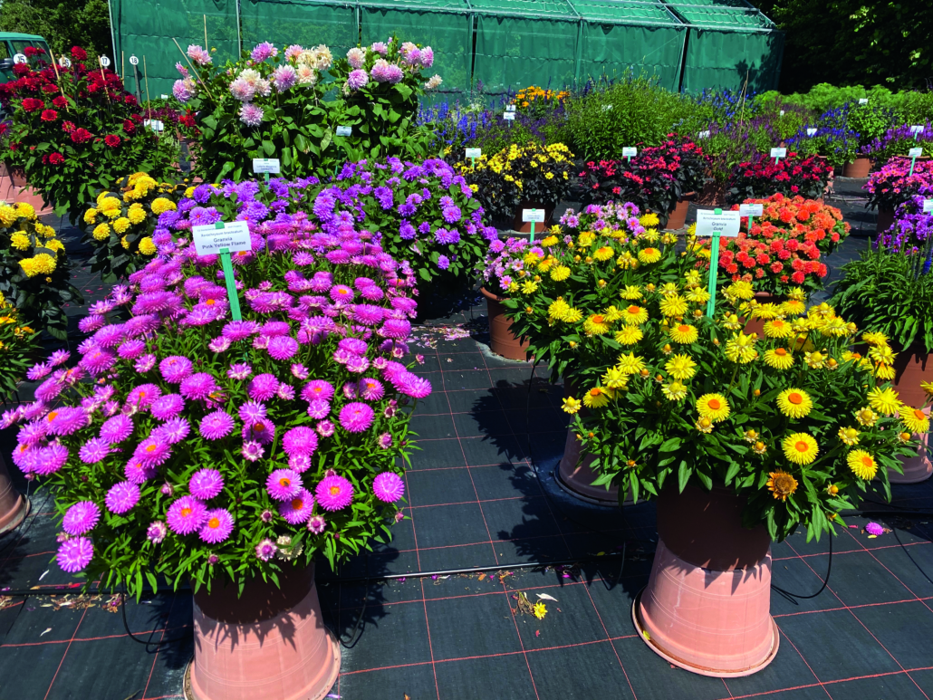 bracteantha-granvia-pink-flame-impr-2-jpg