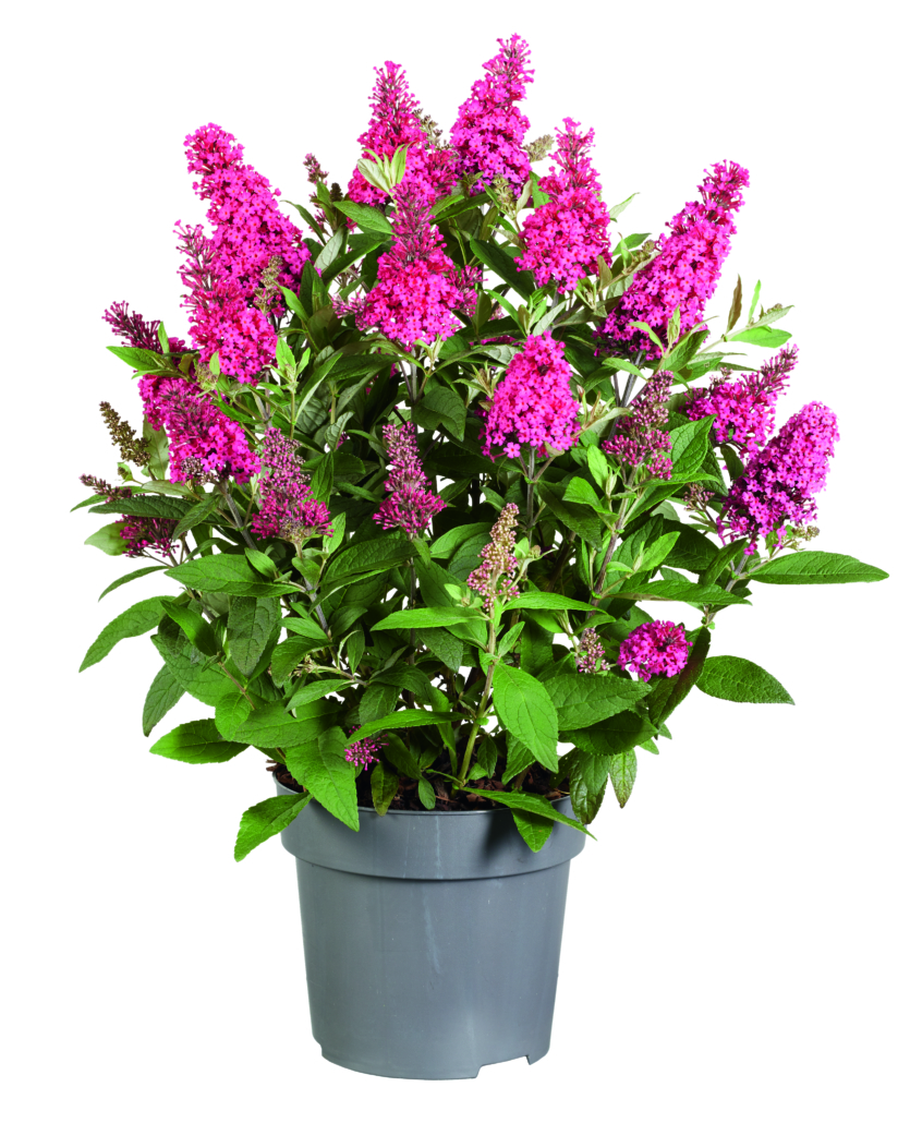 buddleja-butterfly-candy-little-ruby-jpg