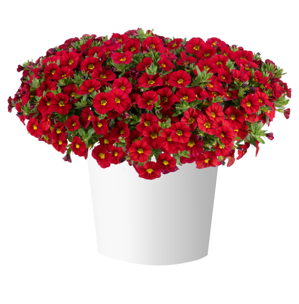 calibrachoa-lia-chilli-pepper-png
