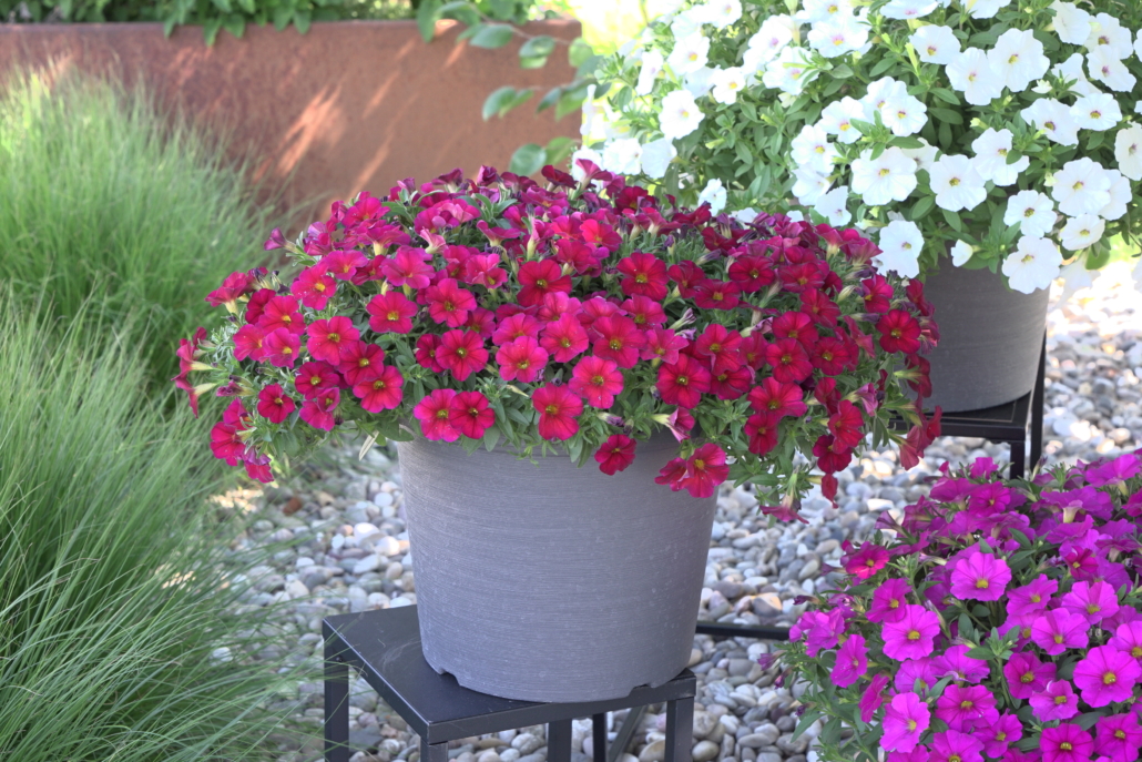calibrachoa-x-petunia-the-power-sisters-red-runa-mood-1-jpg