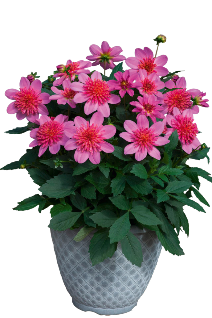 dahlia-dalaya-maxi-pink-starburst-jpg