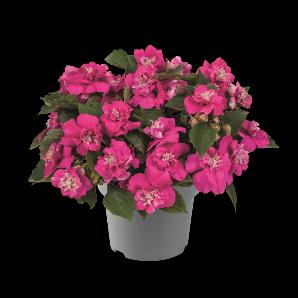 impatiens-glimmer-hot-pink-jpg