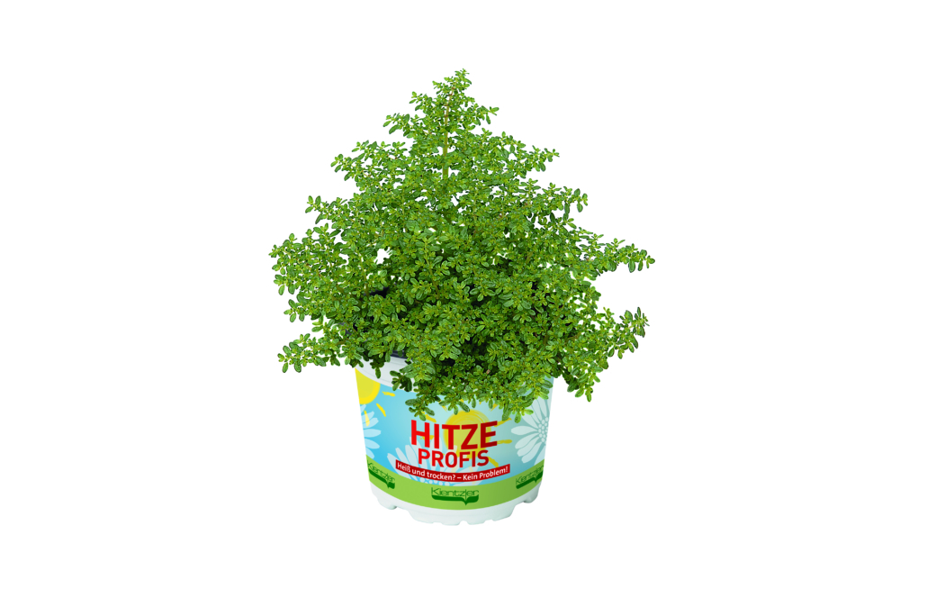 pilea-microphylla-1-jpg