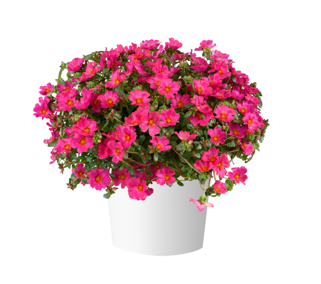 portulaca-mega-pazzazz-fuchsia-png