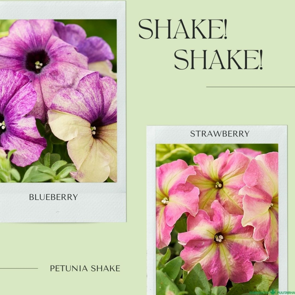 shake-jpg