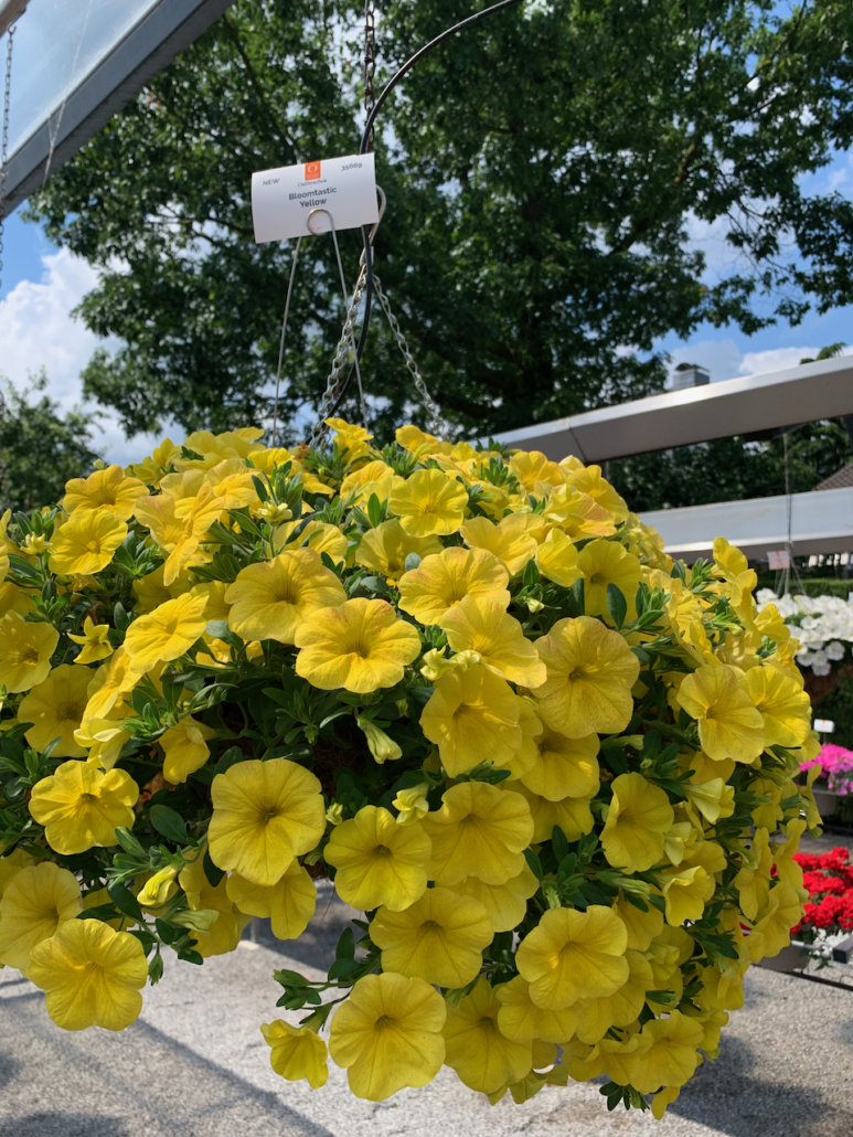 calibrachoa-bloomtastic-yellow-1-jpeg