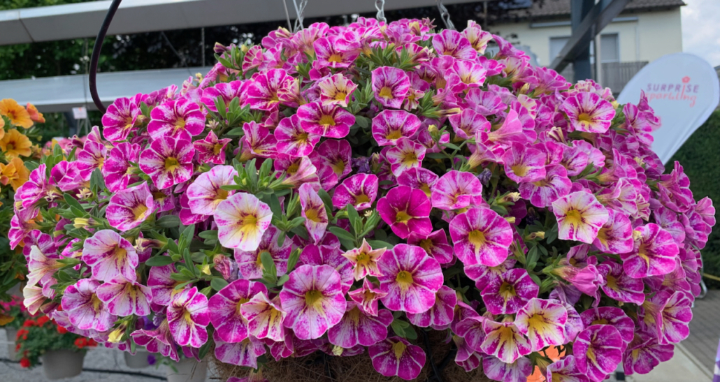 calibrachoa-rainbow-hot-pink-rajattu-do-jpeg
