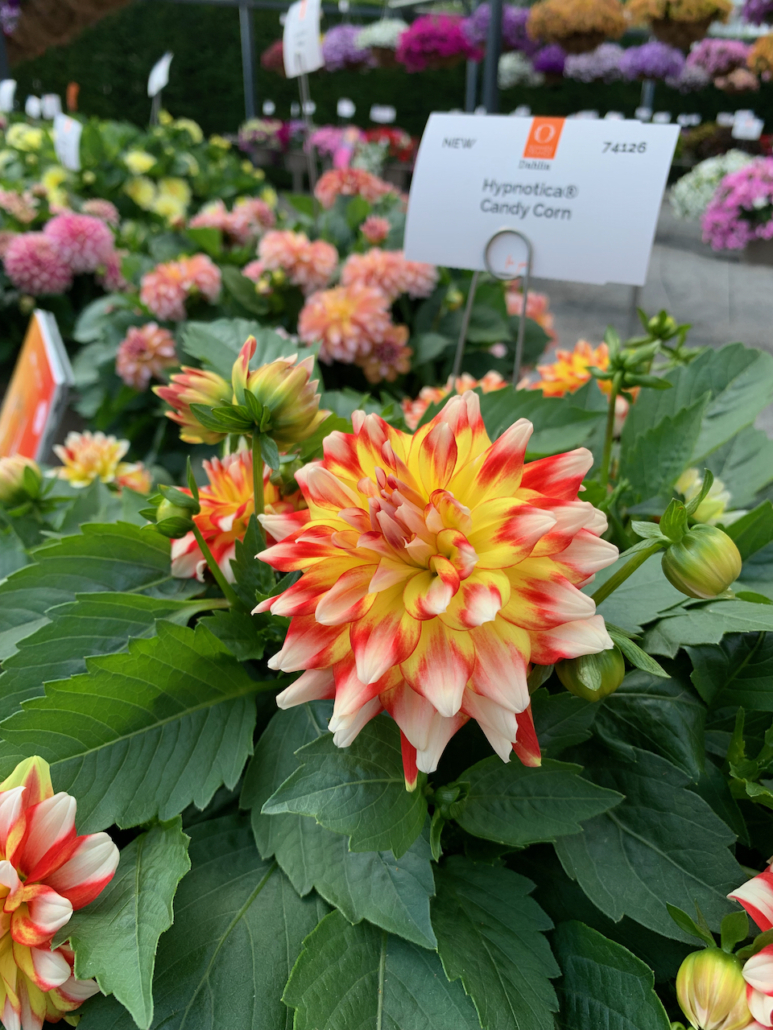 dahlia-hypnotica-candy-corn-jpeg