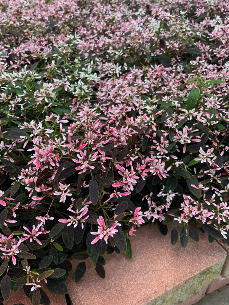euphorbia-shades-in-pink-jpeg