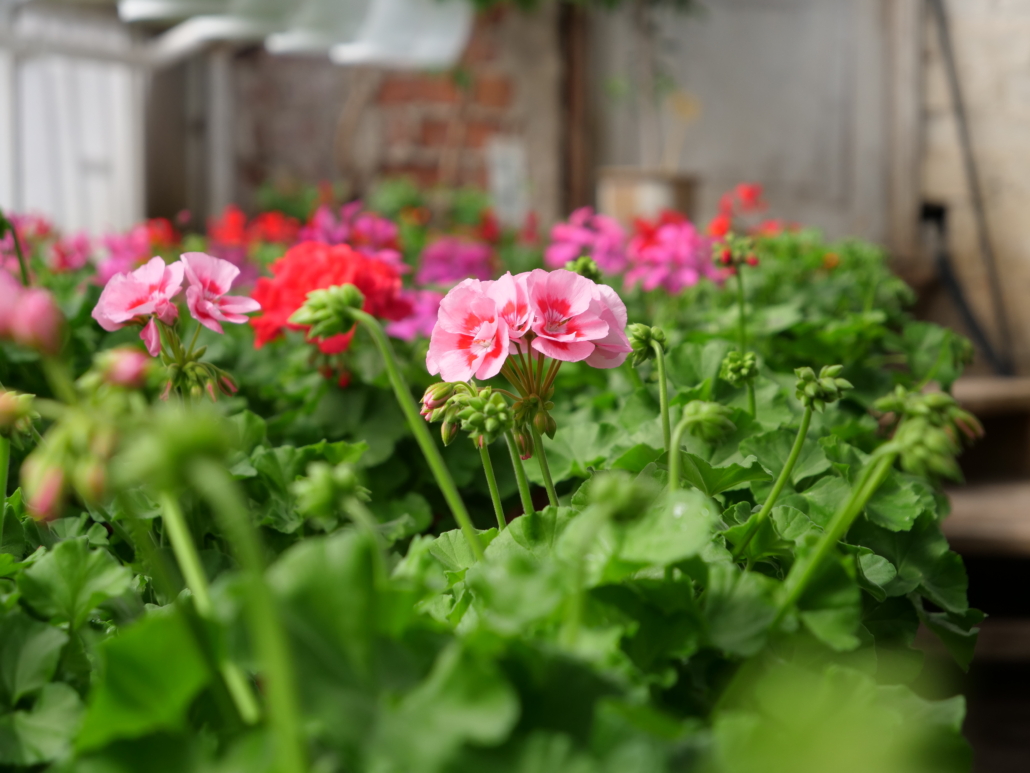p1188062-jpg