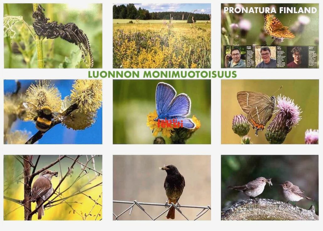 pronatura-nayttelykuva-lepaa-2025-jpg