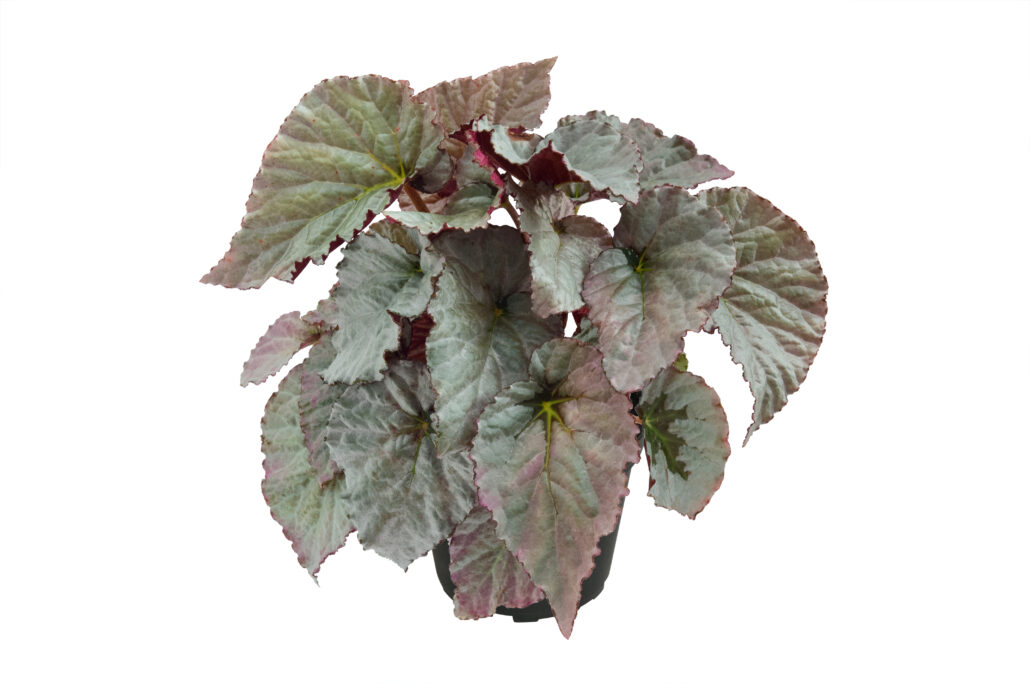 begonia-silver-treasure-jpg