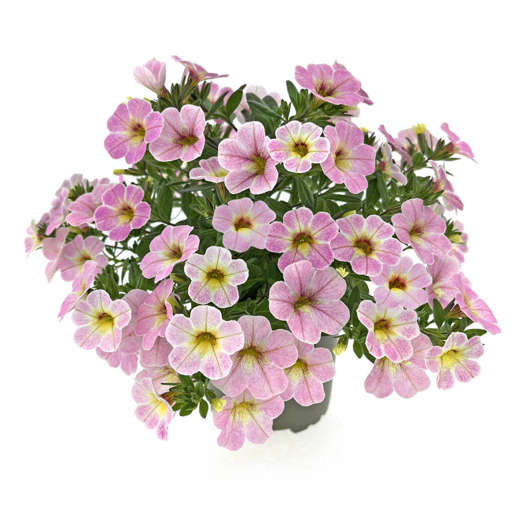 calibrachoa-oasis-rosy-maple-jpg