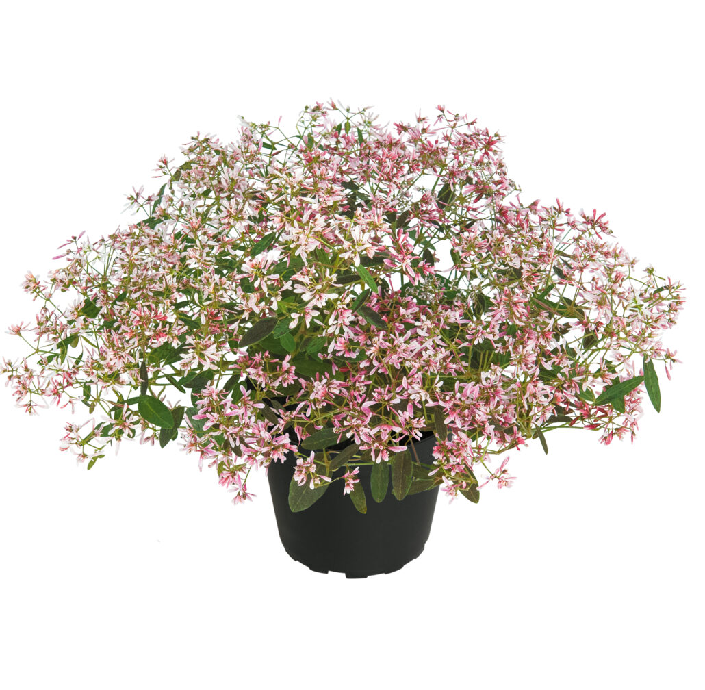 euphorbia-shades-in-pink-jpg