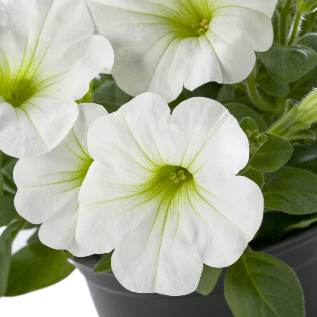 petunia-tea-upright-white-jpg