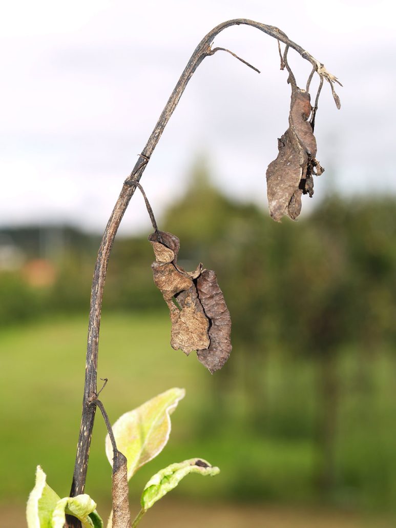 tulipolte__kasvusto-jpg