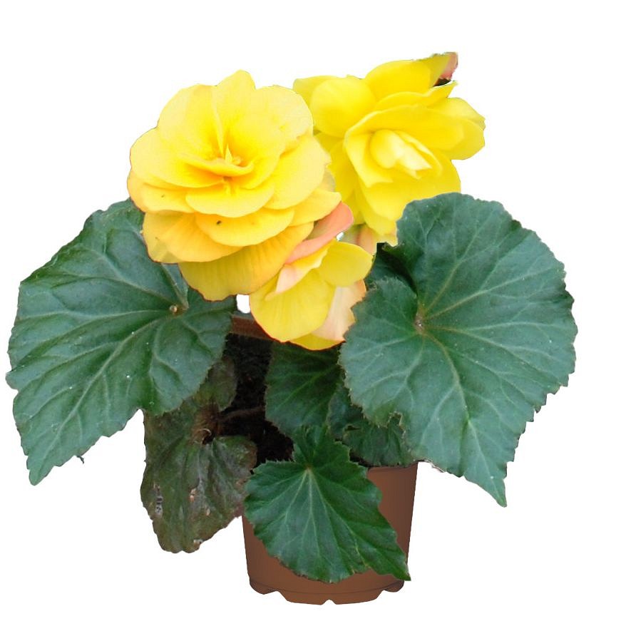 begonia-limitless-compact-yellow-fullhd-jpg