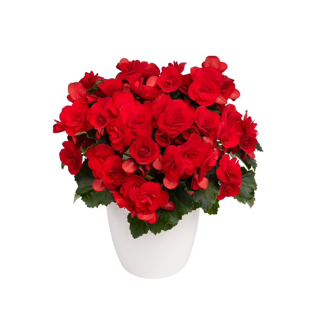begonia-nextgen-belladonna_fullhd-jpg