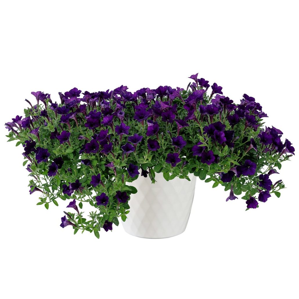 petunia-itsy-blue-fullhd-jpg