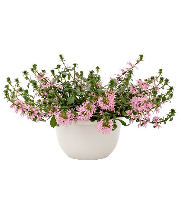 sca-fanatix-pink_fullhd-jpg
