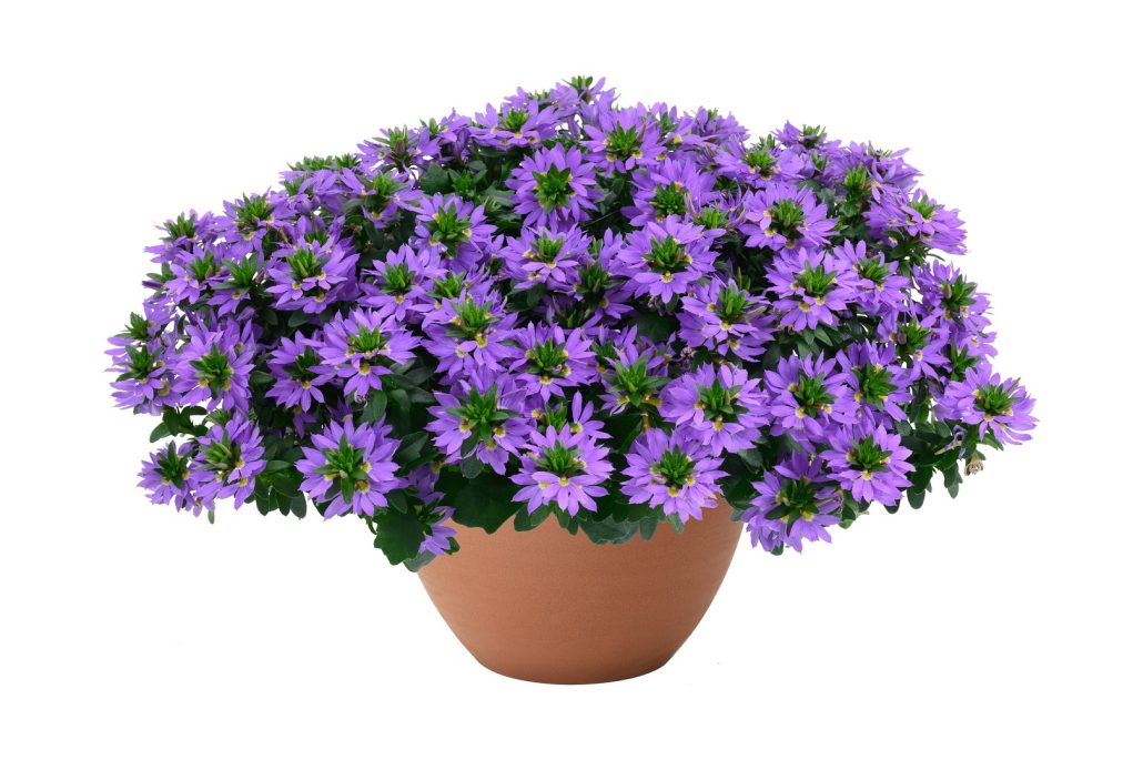 scaevola-bali-blue_fullhd-jpg