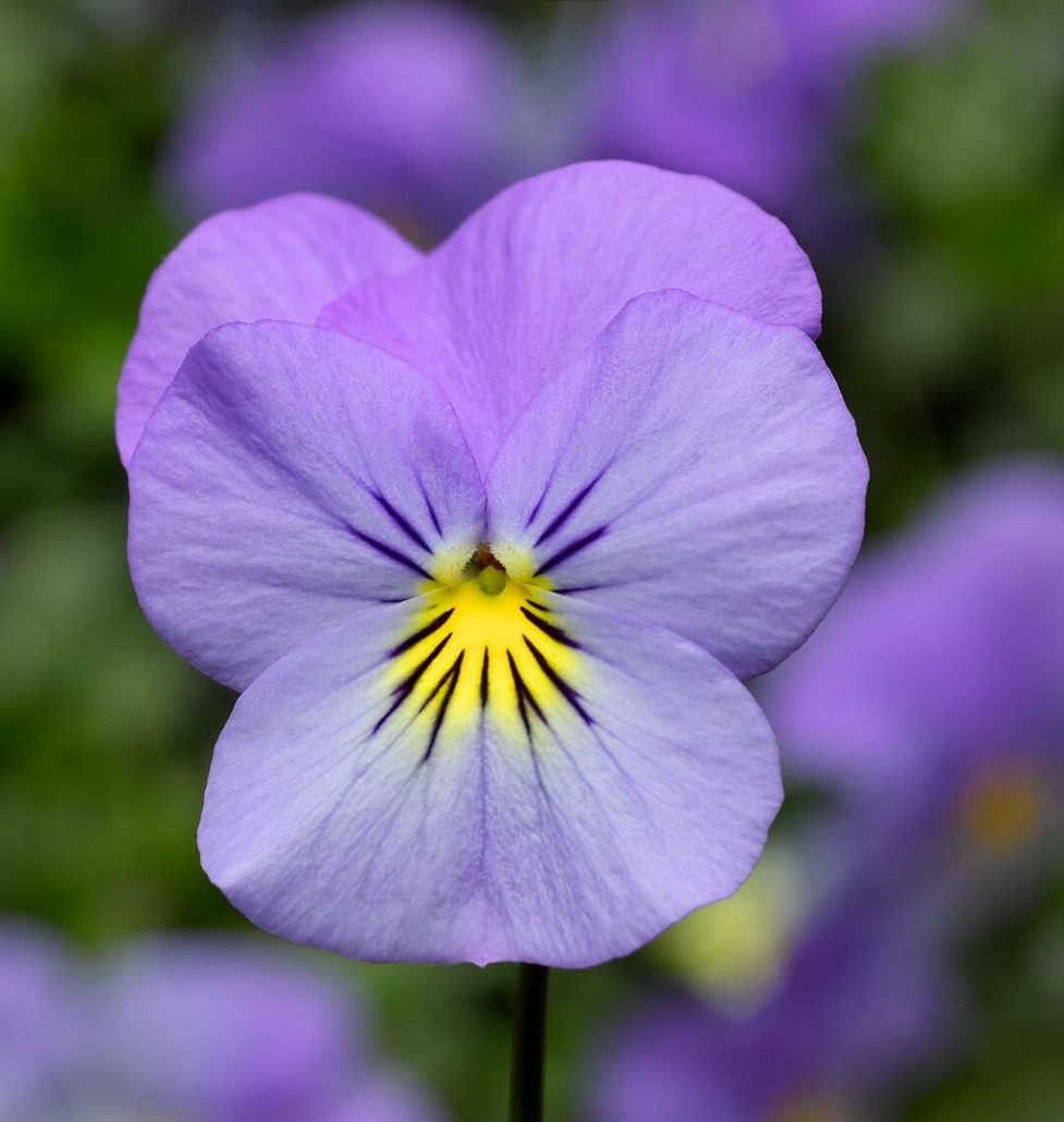 viola-wellspring-fullhd-jpg