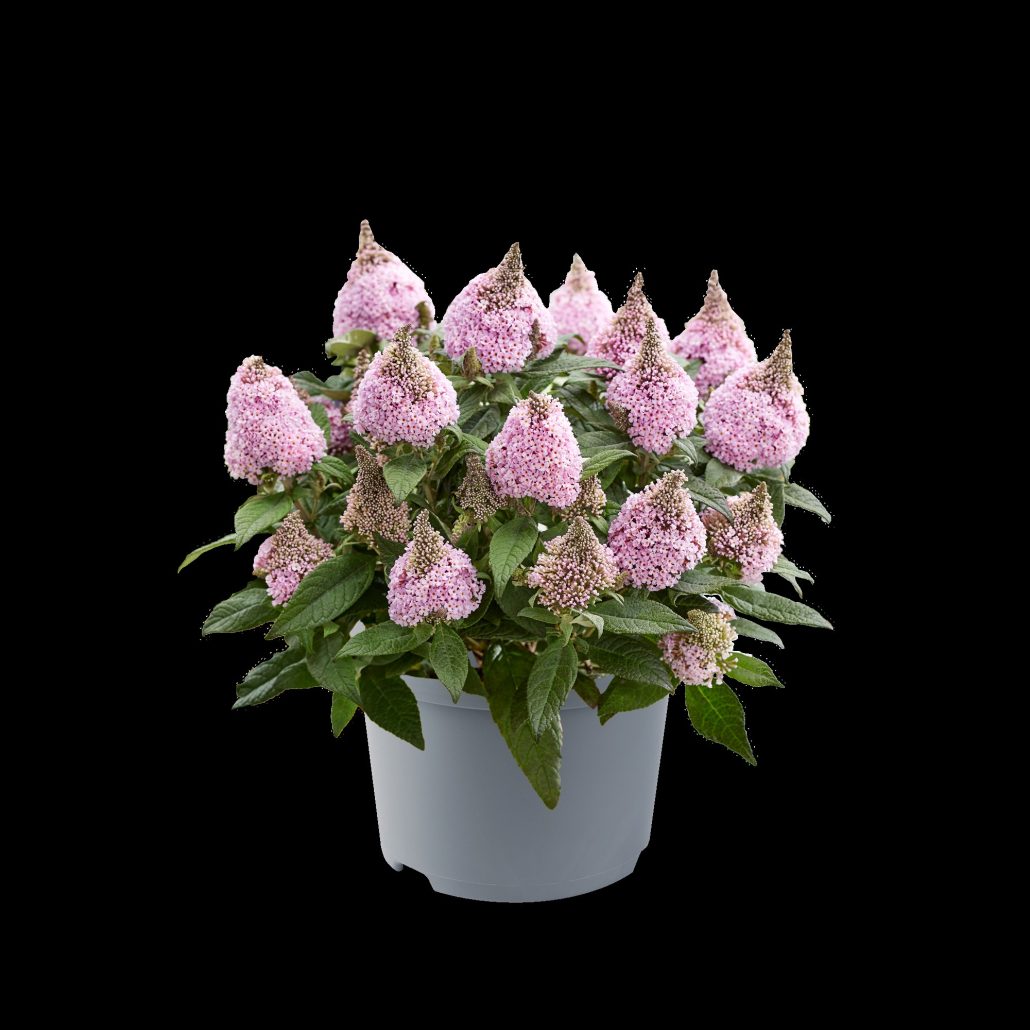 buddleia-davidii-little-rockstars-pink-jpg