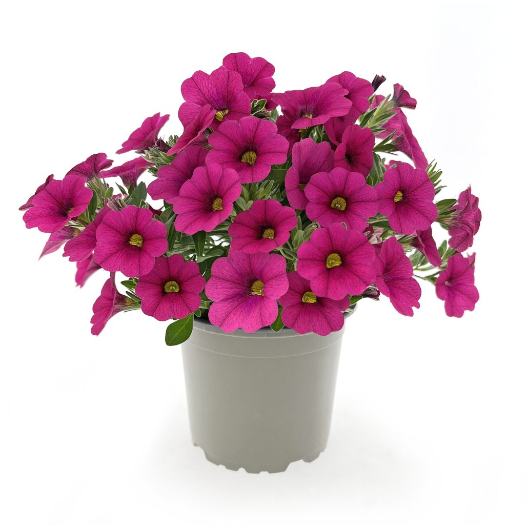 calibrachoa-oasis-pink-ladybeetle-jpg