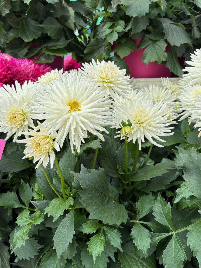 dahlia-xxl-cactus-white-74041-jpeg