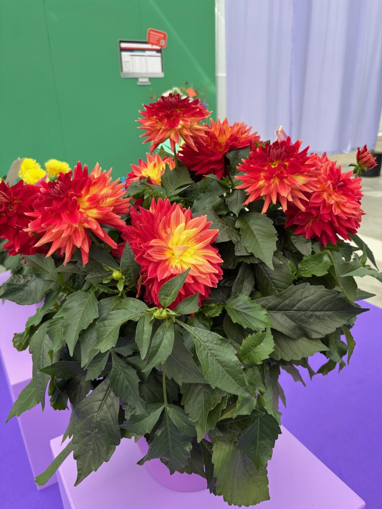 dahlia-xxl-star-fire-75792-jpeg