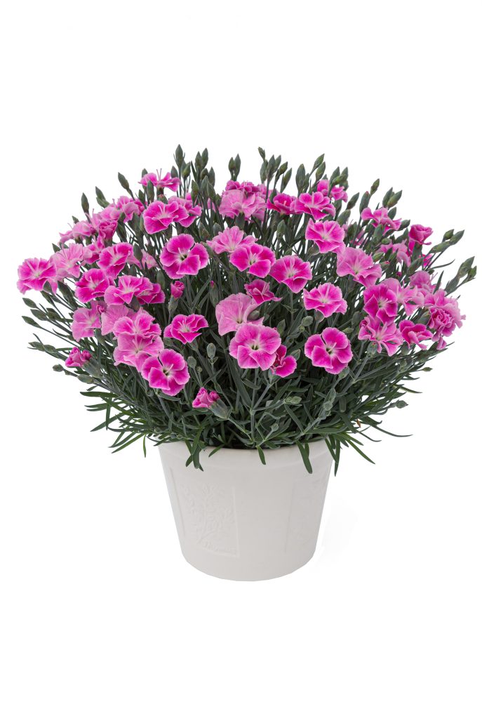 dianthus-it-girl-1-jpg