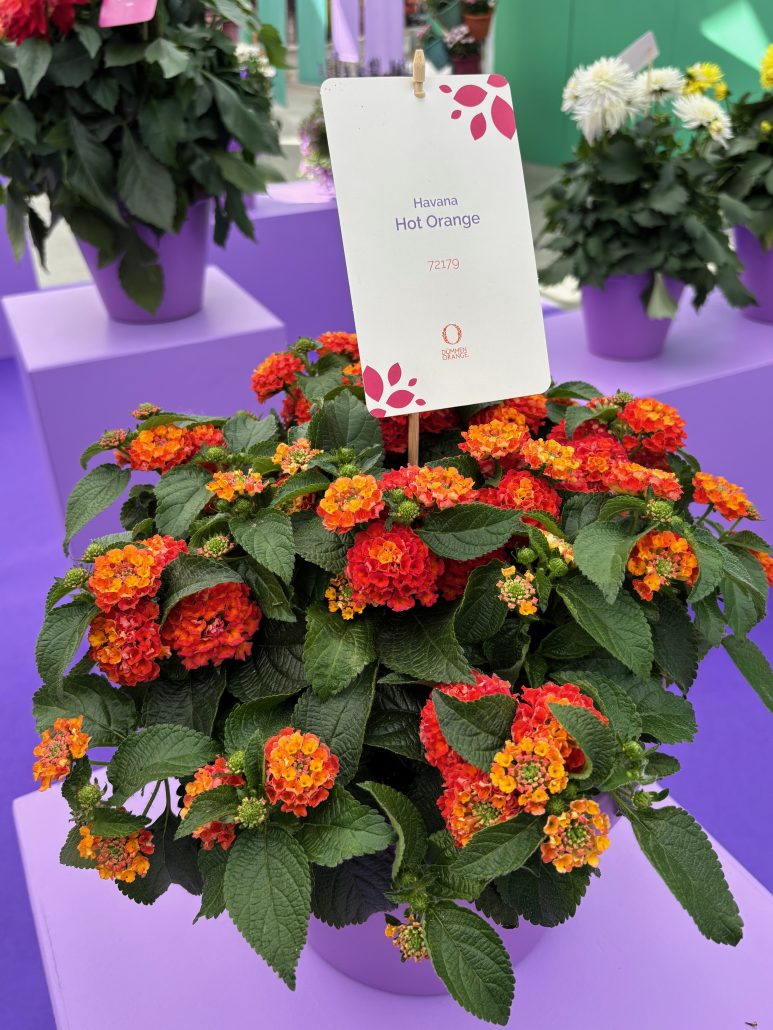 lantana-havana-hot-orange-72179-jpeg