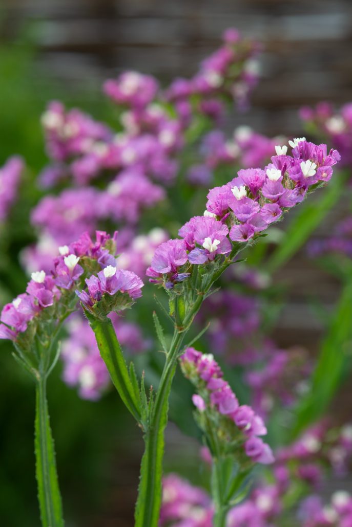 limonium-sinuatum-everlast-deep-rose-2-jpg