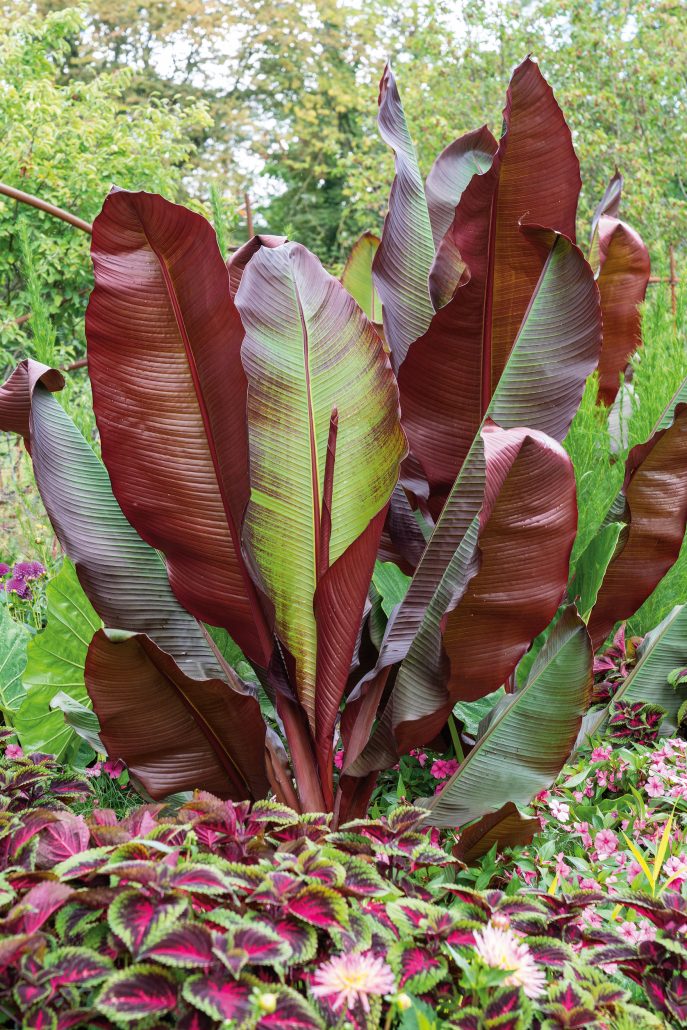 musa-ensete-maurelli-jpg