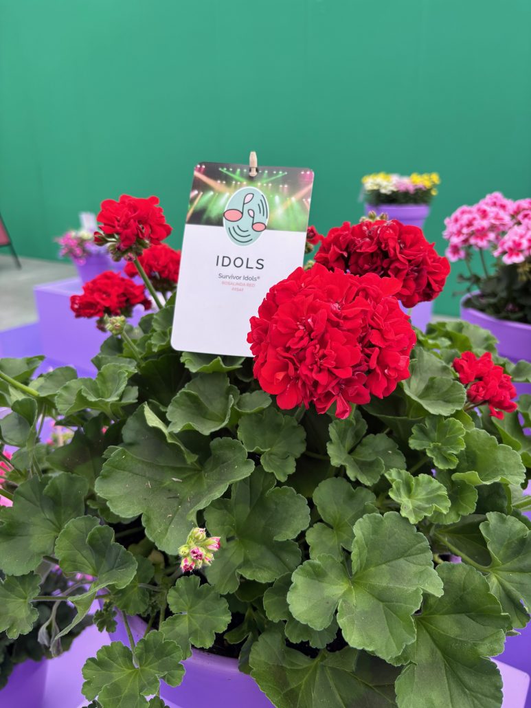 pelargonium-survivol-idols-rosalinda-red-22542-jpeg