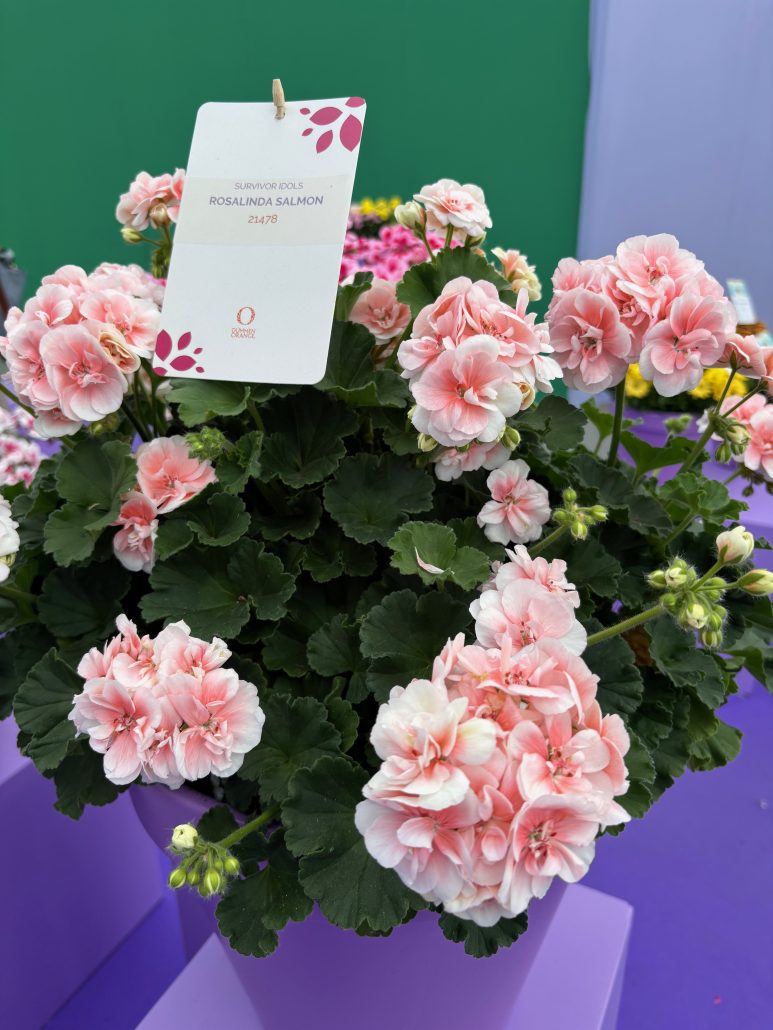 pelargonium-survivor-idols-rosalinda-salmon-21478-jpeg
