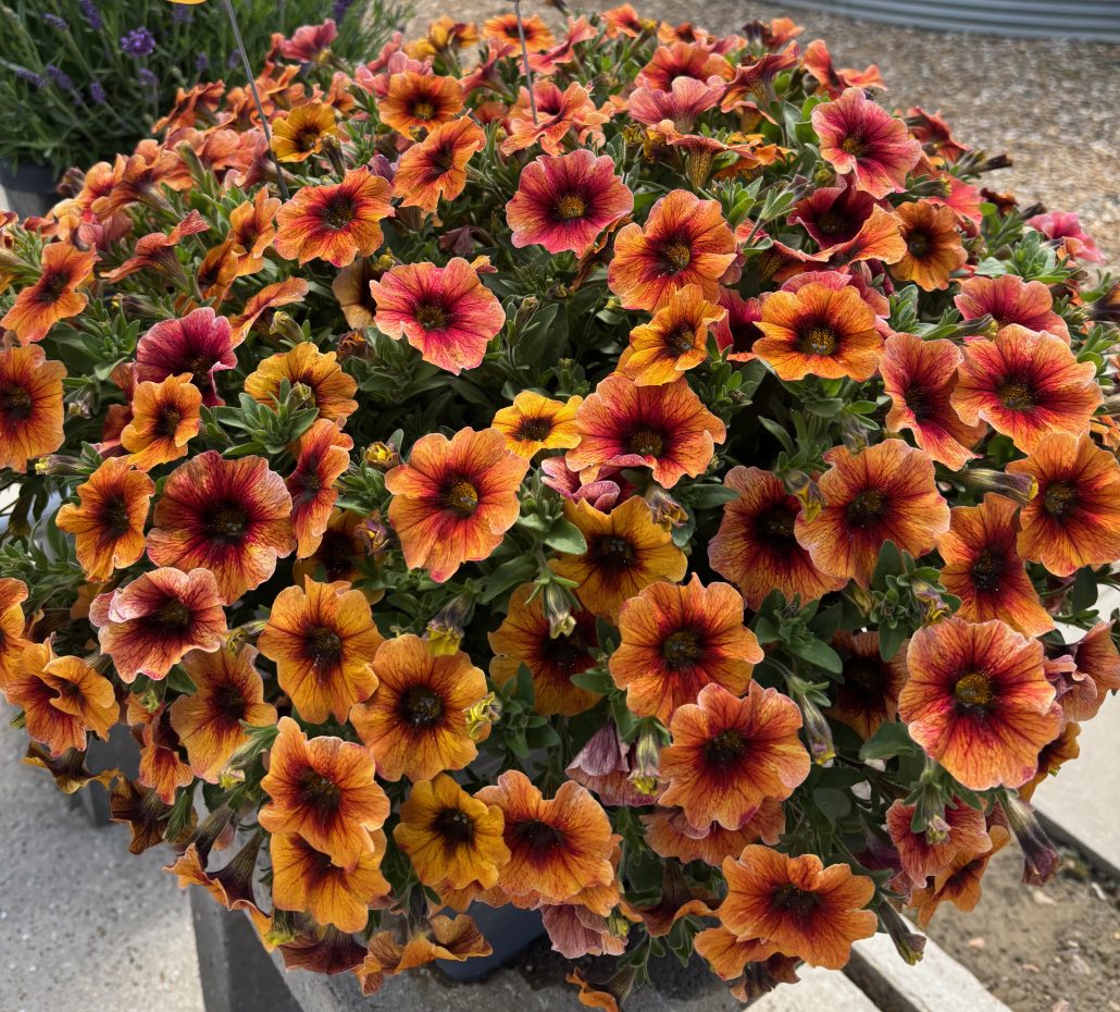 petchoa-caliburst-nectarine-rajattu-jpeg
